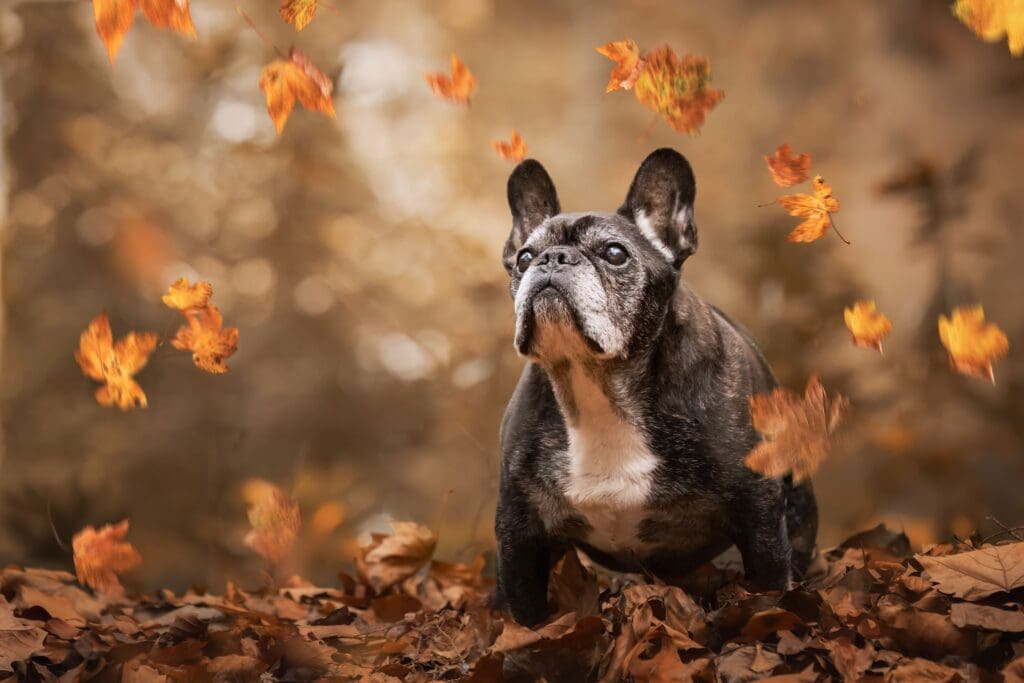 Herfstfotoshoot met senior Franse Bulldog in Roermond door hondenfotogrraaf Rotterdam