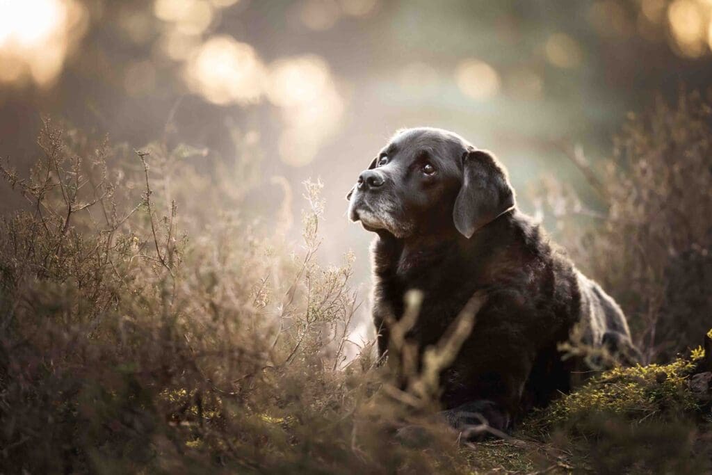 Fotoshoot in de winter met je hond. Zwarte labrador in de winterse heide in Breda.