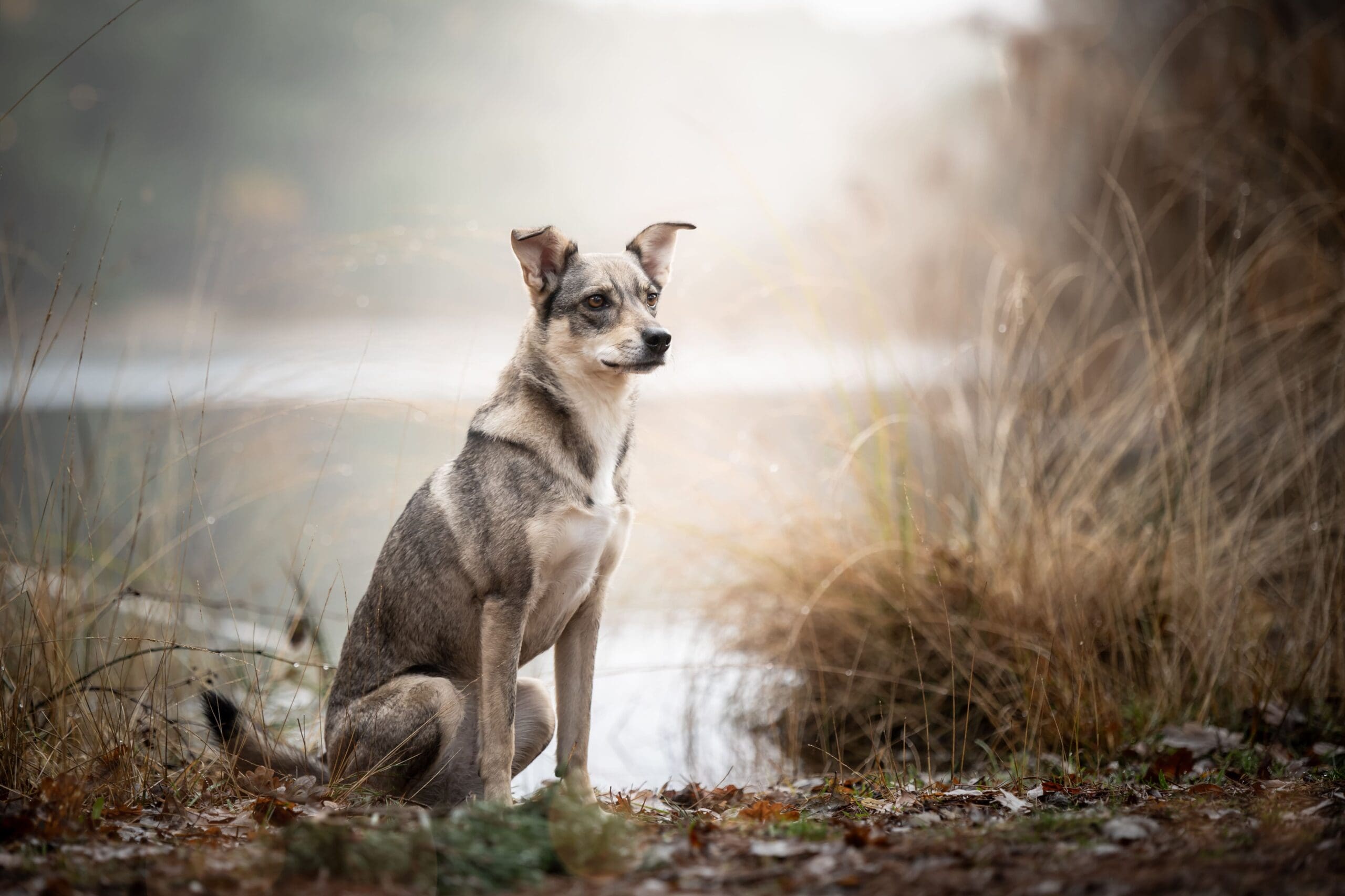 Fotoshoot met je hond in de winter door hondenfotograaf Rotterdam